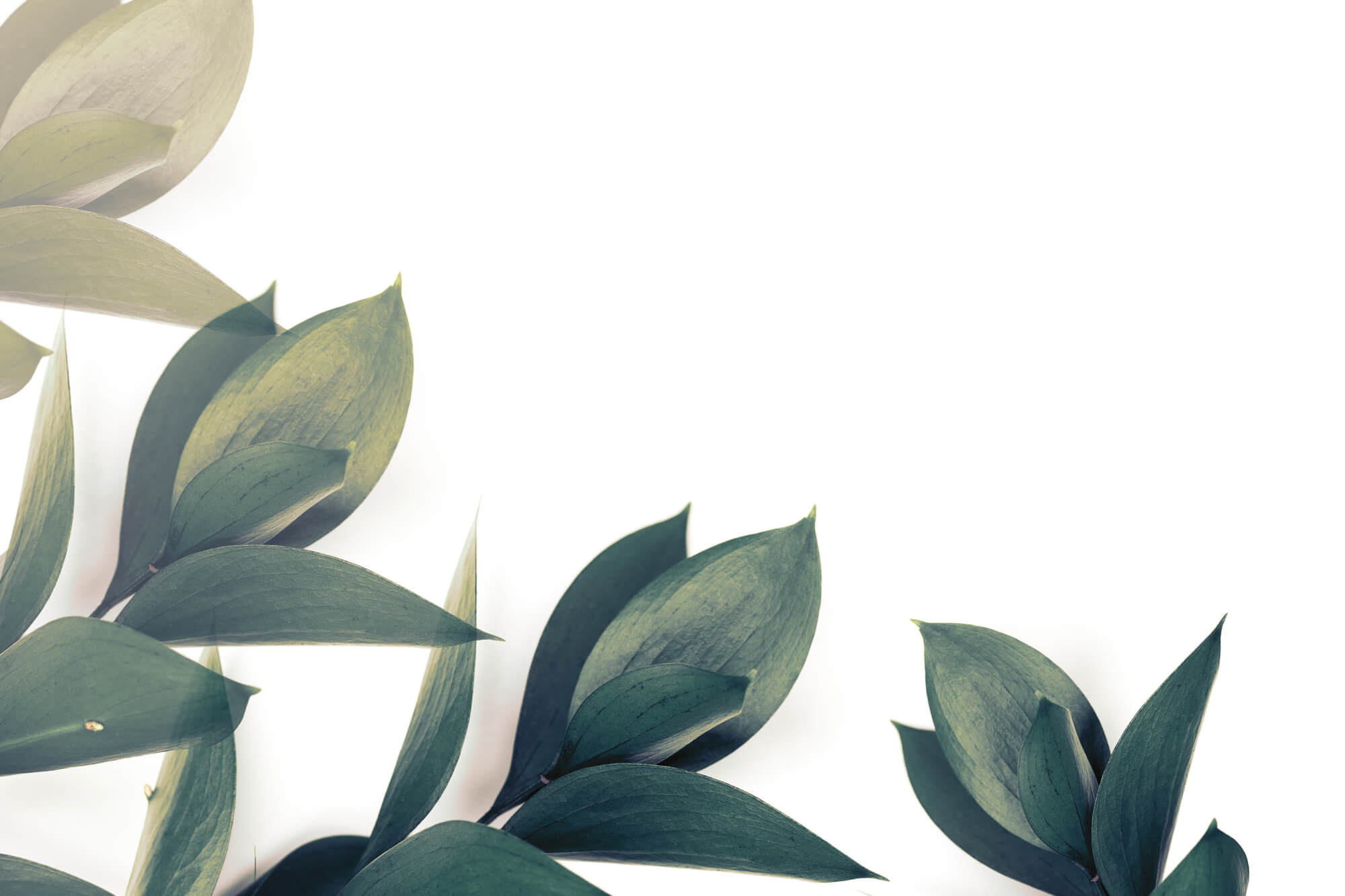 Green plant with leaves on white background, symbolizing growth and nature.